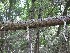 Fallen Tree